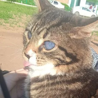 Meowmrochka🎪