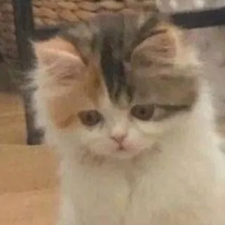 Kto?ᵏᵒᵗˢᵃᵗᵘʳⁿᵃ