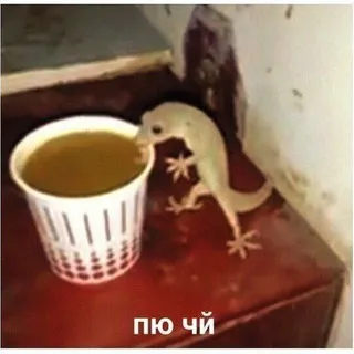 Лес Дуба