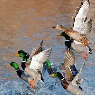 Holy Ducking Shit They Are Cute!