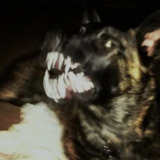 𝐑𝐞𝐧𝐚𝐭𝐚 𝐆𝐫𝐞𝐲