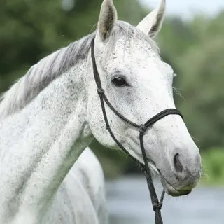 Thoroughbred