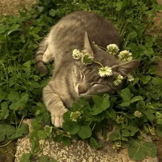 Мысли из Наружности🌾