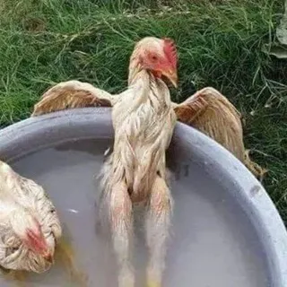 Рыгачьё