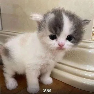 Складские помещения с мемами