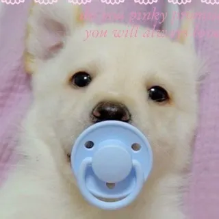 🐰🐰🐰🐰