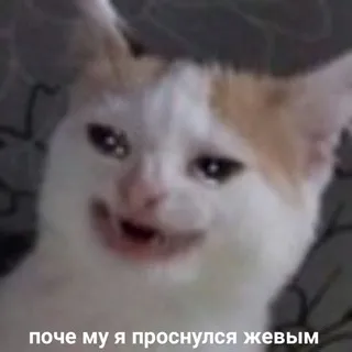 ради чего я живу