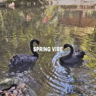 𝐒𝐏𝐑𝐈𝐍𝐆 𝐕𝐈𝐁𝐄