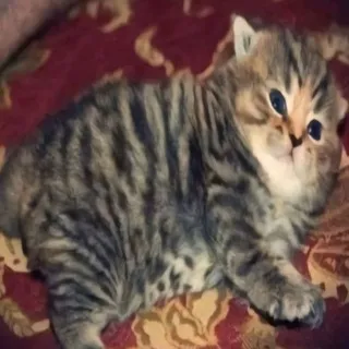 д)