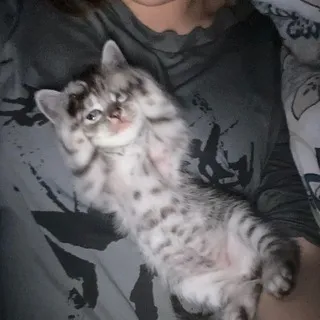 Шуня