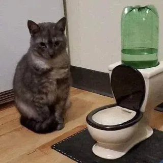 не симочка чат