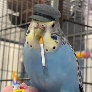ну курчинский