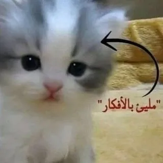 Мемы на арабском // ميمزات بالعربية