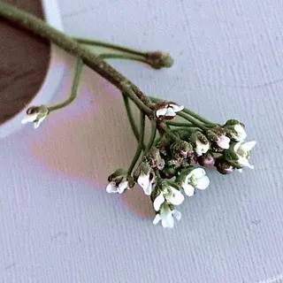 --- 𝘅𝗹𝘂𝗰𝗶𝗱-𝟭𝟯 &-