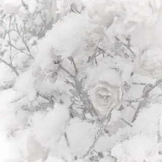 ︴ᥒigɦᴛ sᴛᥲr ✧ - инфо