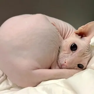 [набор впшеров] sphynx confession