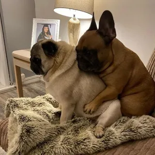 Brachycephals confession + daily