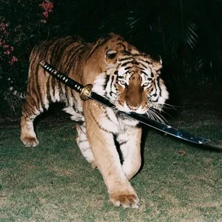 𝘈𝘓𝘓 𝘈𝘕𝘐𝘔𝘈𝘓𝘚 𝘊𝘍