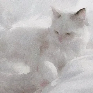 𝑤𝑤𝑤.𝐶𝑎𝑡𝑠.𝑐𝑜𝑚! всефд+ос сетка