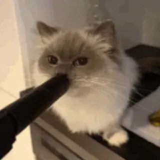 МС КАБАНИХА 🥩🐾⚡️