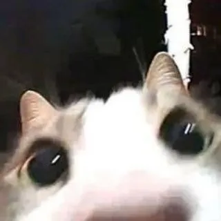 ᢄ͟͟ᢄ͟ ִ۫ 𝐈𝐧𝐟𝐨 𔓕̸ִ 𝅄 ׁ ᷼︵