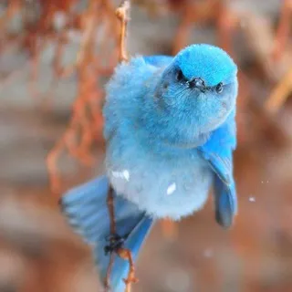 twitter curated