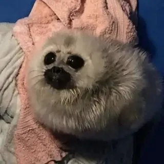 щипипост тюленя