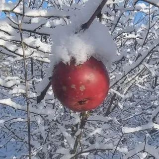 EVIHOFF из Чайково 🍎