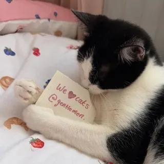 gentlemen