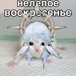 𓏴 𝓹𝓻𝓲𝓬𝓮 𝒗𝒊𝒛𝒊 ‹ ♡͝ ⏝ 𓆠