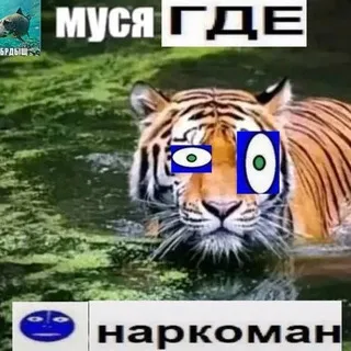 🐈 ᥴᥲ𝗍 ȷᥙm⍴ ᥴ᥆ᥒ𝖿ᥱssі᥆ᥒ ! ! 🐈‍⬛️