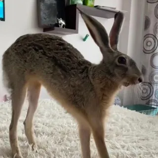 [КОНКУРС НА МАСКОТА] ₊Зай Зай кф🐇🪵✶️₊