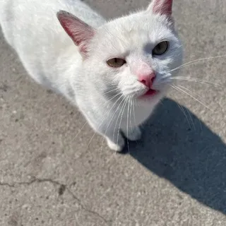 смерть от мячика