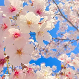{рест}🌸По дороге из цветов🌸