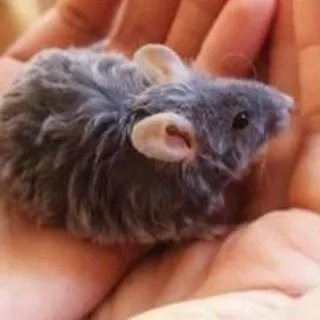 Плейлист Мыши