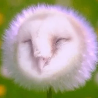 Owls [ Daily ]