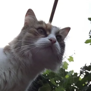MrOut и фо(р)точка