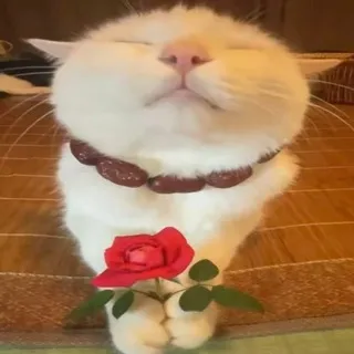 лидокаин
