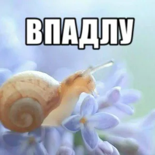 пузяка африканского богомола растяпы 🎉