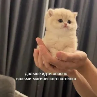 Чатик мемных сливок ✍🏻