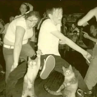 котьи коллажи