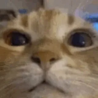 Мышыное 🤨➕🦀🟰❤️