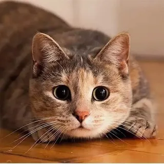 Анчиковво