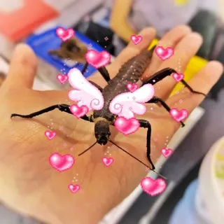 Arthropodlove 🕷🦋🦀