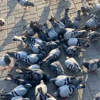 Голубки🕊