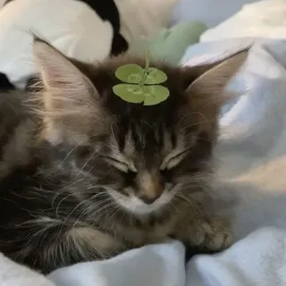 melluwen