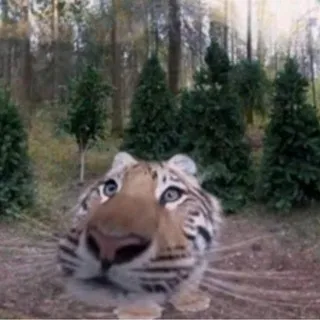 Так называемый саза)наф