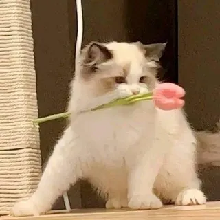 Frillsaii