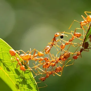 Ant Bank 螞蟻銀行