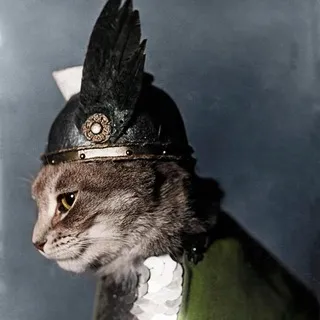 Цветная История